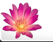 Reiki Flower